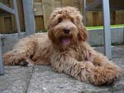 honden foto honden foto van Amy Dons