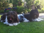 honden foto van Jacqueline Verkaik