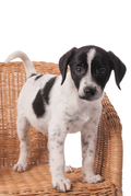 honden foto van Edith