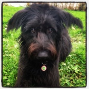 honden foto honden foto van Daisy