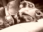 honden foto van Pieta Squire