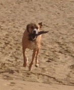 honden foto van Jolien