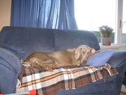 honden foto van mona lispet