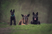 honden foto van Pascale met Kahlúa, Willow en Onyx