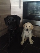 honden foto van Shelley