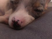honden foto van Fam. Heijman