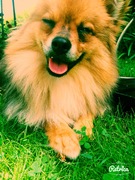 honden foto van Vrovro 