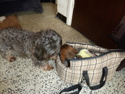 honden foto van rasky&frotty