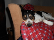 honden foto van manon