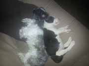 honden foto van nick en sas