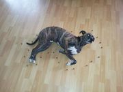 honden foto honden foto van Vince