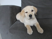 honden foto van Diesel