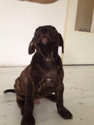 honden foto van pcilla