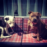 honden foto honden foto van Buddha & Boyka <3