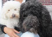 honden foto van sylvia