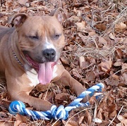 honden foto van Dj-pitbull