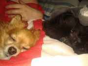 honden foto van Cynthia - Fluffie & Florreken