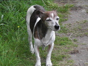 honden foto honden foto van Daan