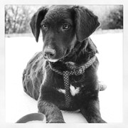 honden foto van Eva