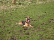 honden foto van kasia