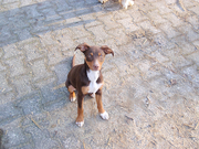 honden foto van Jyothi van der Pols