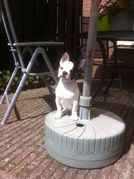 honden foto van Marjolein