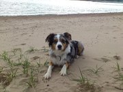 honden foto van Stephanie