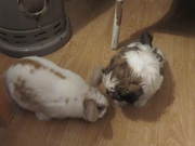 honden foto van Angela