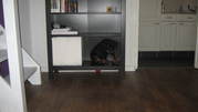 honden foto honden foto van Desha