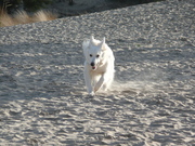 honden foto van Denali