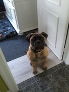 honden foto van louca