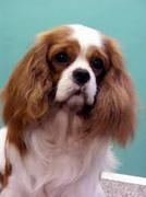 honden foto van femke willemse