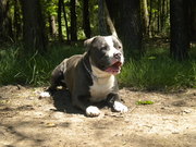 honden foto van steven huybreckx