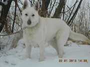 honden foto van Margarethe & Shiro