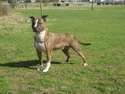 honden foto van sofie