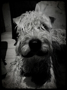 honden foto van Leentje Vanlee