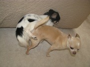 honden foto van Spooky