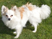honden foto van Suzanne