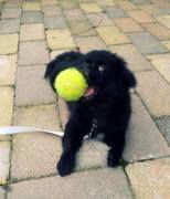 honden foto van Lizan