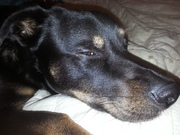 honden foto van Roy de Griek (achterpootloopbaasjes Jan en Anja)