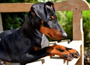 honden foto van marijke