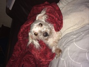 honden foto honden foto van niky18