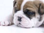 honden foto van elise