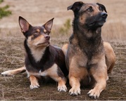 honden foto van Merel van der Werf