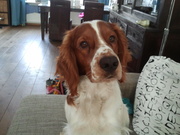 honden foto van marieke