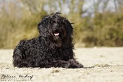 honden foto van Mendy