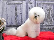 honden foto van Nedina