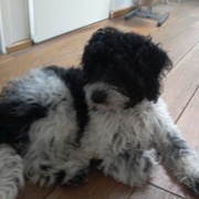 honden foto honden foto van Teun en Woezel