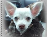 honden foto honden foto van Bambi