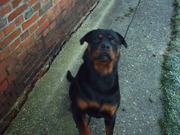 honden foto van babet